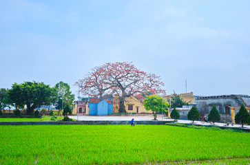 Obraz premium QUANG BINH, THAI BINH PROVINCE, VIETNAM - MARCH 08, 2019: An unidentified woman planting rice on the field near two beautiful Bombax trees.