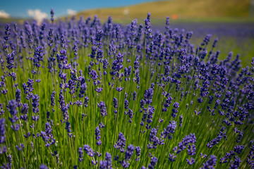 Naklejka premium Colourful lavender flowers, New Zealand