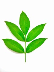 Spondias dulcis green leaves isolated on white background