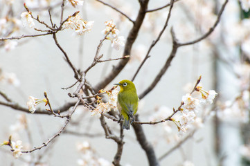 Fototapeta premium メジロと桜