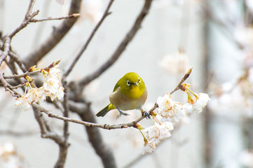 メジロと桜