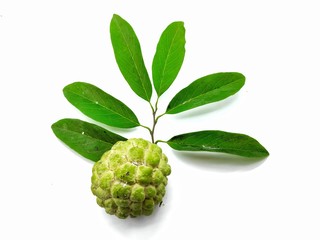 Fototapeta premium Sugar apple or Annona squamosa