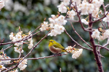 メジロと桜