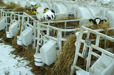 Calves on a livestock farm. Young calves are quarantined in separate plastic cages.
