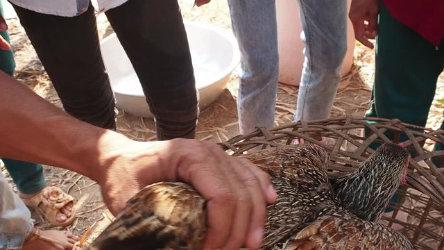 Chicken being artificially inseminated with syringe by farmer