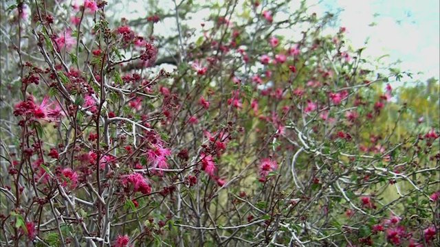 Pink Fairy Duster, Calliandra eriophylla, with two pollinating bees.  A desert shrub with pink flowers.