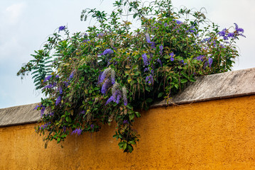 Flower in a veiled city of La Antigua Guatemala, an outdoor organic plant called Nazareno. Petrea volubilis, Petrea kohautiana.