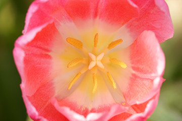 Obraz na płótnie Canvas Close up Tulip flowers in the garden.