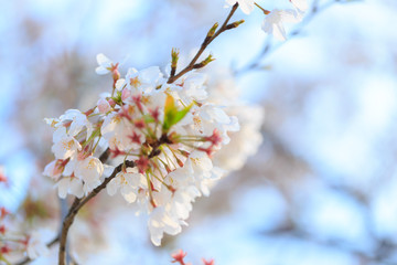 Blossoming white cherry in park in spring
