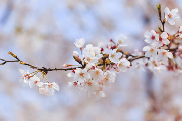 Fototapeta premium Blossoming white cherry in park in spring