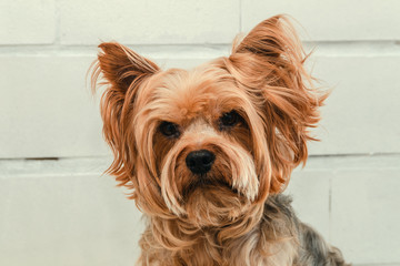 Dog care, grooming Yorkshire Terrier at the Zoo