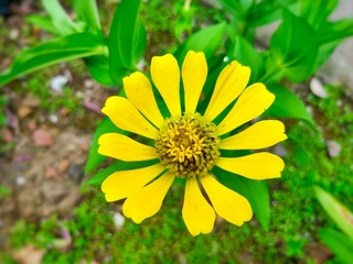 Beautiful Zinnia paper flowers