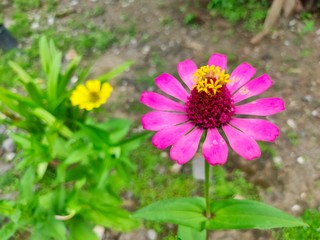 Obraz premium Beautiful Zinnia paper flowers