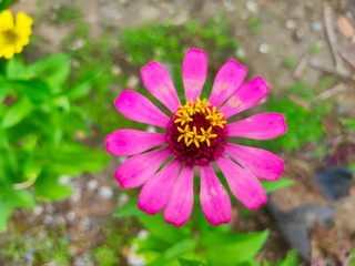 Obraz premium Beautiful Zinnia paper flowers