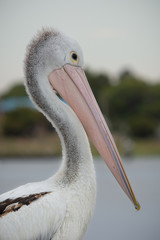 Adolescent Pelican with small fish hook stuck just behind its eye. Wildlife protection and rescue. Fishing line and hooks in the environment.