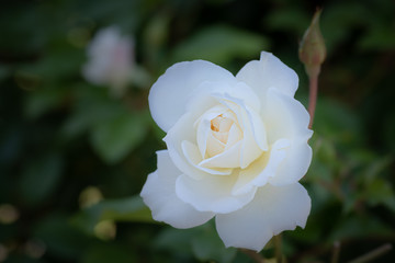Single White Rose isolated by shallow depth of field, beautiful sweet spring bloom, isolated white flower.