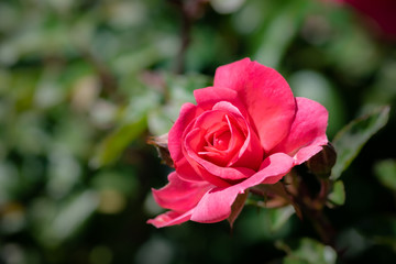 Single Pink Rose isolated by shallow depth of field, beautiful sweet spring bloom, isolated pink flower.