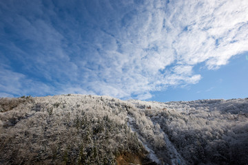 white forest clad with snow