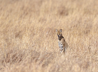 Serval Cat Looking for prey at Dry grassland in Masai Mara, Kenya, Africa