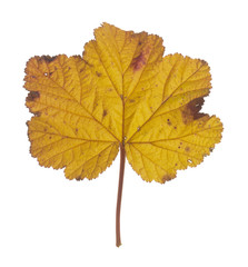 Cloudberry, Rubus chamaemorus leaf in autumn colors isolated on white background