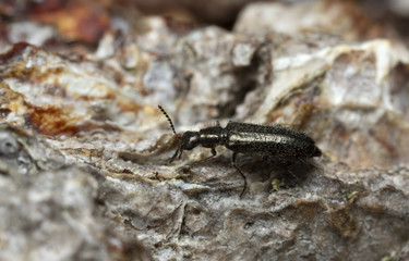 Soft-wing flower beetle, Dasytes plumbeus on wood photographed with high magnification