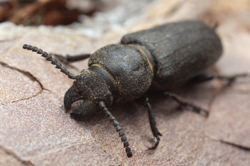 Black longhorn beetle, spondylis buprestoides cowered in sawdust on pine bark