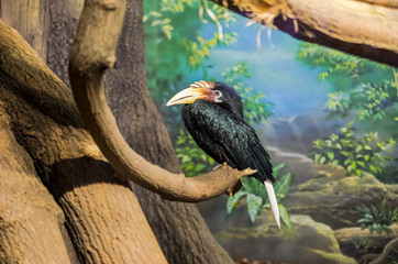 A large beautiful bird with an Azi with a large yellow beak