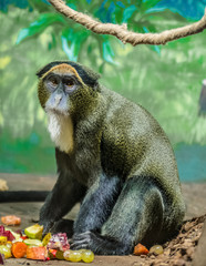 big green monkey sitting in the zoo