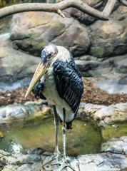 A large marabou Stork stands resting in the zoo
