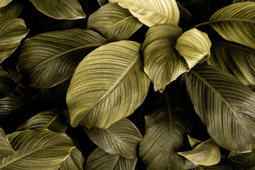 monochrome leaves nature  background, closeup leaves texture, tropical leaves