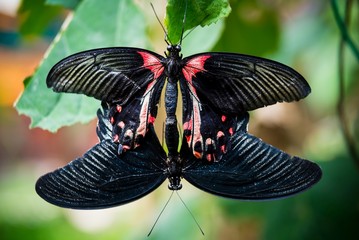 Symmetrical close up of two black, red and white Great Mormon butterflies mating while staying on green leaves, against a bokeh background
