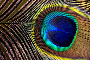 Fototapeta premium peacock feathers up close