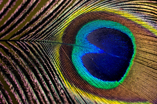 peacock feathers up close