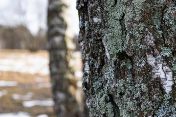 The surface texture of bark of old birch trees. Close up.