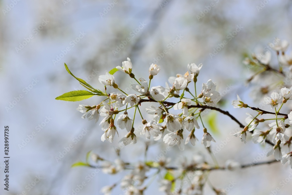 Wall mural blooming wu-she cherry blossom in the guan-wu,belonging to shei-pa national park, taiwan