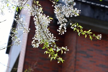 Blooming Wu-She cherry blossom in the Guan-Wu,Belonging to Shei-Pa National Park, Taiwan