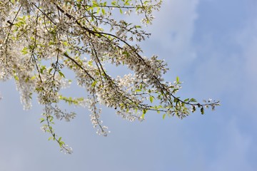 Blooming Wu-She cherry blossom in the Guan-Wu,Belonging to Shei-Pa National Park, Taiwan