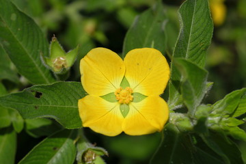 A Yellow Flower In The Nature
