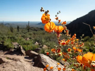 Acrylglasbilder Arizona Arizona Desert Wild Flowers with Saguaro Cactus  © LaLa Projects
