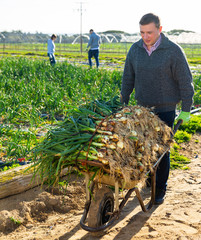 Man carrying wheelbarrow with green onions
