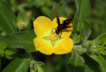 A Wasp Perching On The Yellow Flower In The Nature