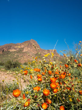 Arizona Desert Wild Flowers in the Superstition Mountains