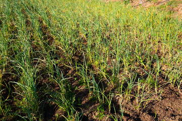 Sprouts garlic growing in the garden