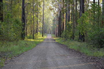 A road crossing a forest full of trees in Australia