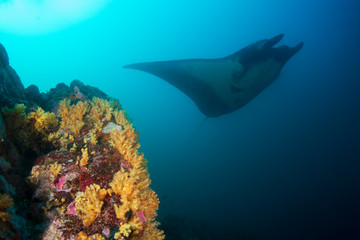 Fototapeta na wymiar Manta Ray swimming over coral reef