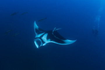 Manta Ray and couple scuba diving 