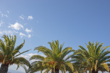 Fototapeta na wymiar Green palm trees and blue sky copy space