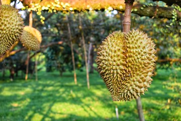 Durian king of fruit on tree, Thailand famous fruit.