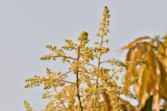 Mango Tree And Mulk On Out Door In India 