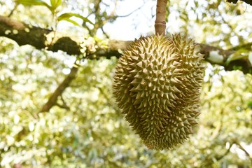 Durian king of fruit on tree, Thailand famous fruit.